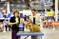Norwich Terrier #7 Wed BOB Lentz Nancy & Dwain Agent Betty M Bossio Judge Louise Leone +A1