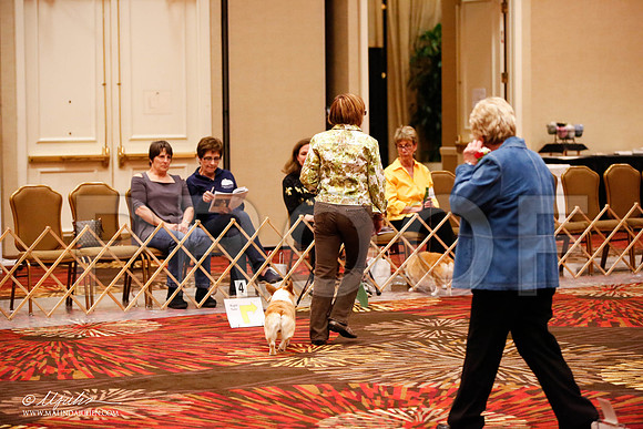 _JJ_7947-HstnCorgiFeb2015-HR3