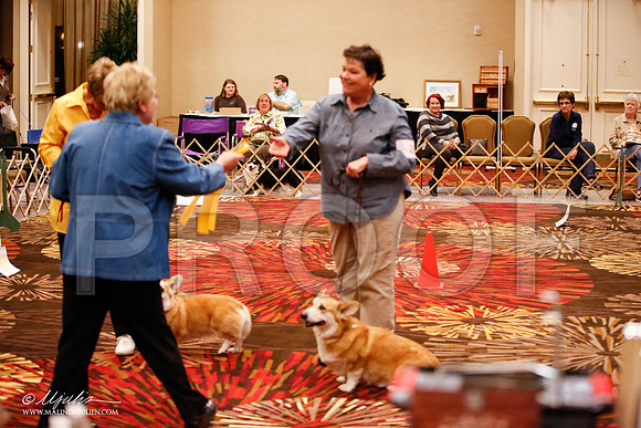 _JJ_7556-HstnCorgiFeb2015-HR3