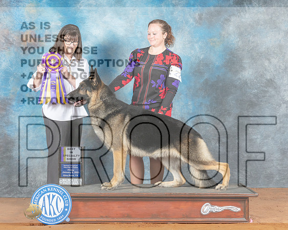 German Shepherd Dog #27 Fri BISS Judge Candee Foss-_MJ_4905NRKC2023-HR3