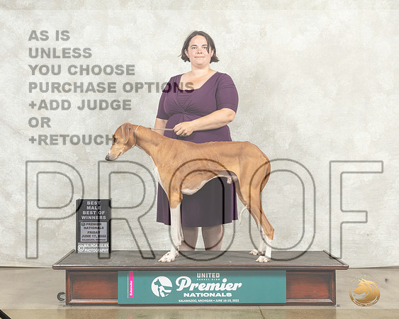 Azawakh #574 Fri BOW Judge Karen Hynek__MJ_7792_Premier_2022_HR3