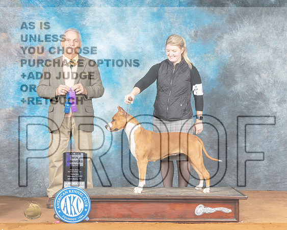 American Staffordshire Terrier #20 WBM Judge Philip Briasco-_MJ_6081eNRKC2023-HR3