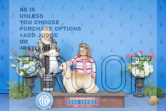 American Cocker Spaniel #17 THUR G4 Judge Nancy Liebes__JP_8375_Houston_2024_HR3