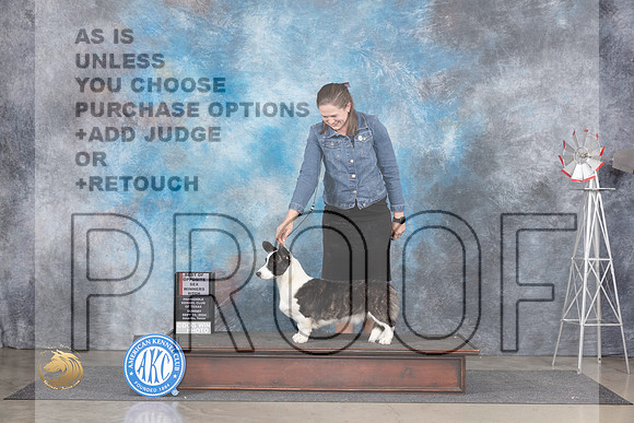 Cardigan Welsh Corgi #8 Sun WBBOS Judge Jill Warren__JP_6320_Amarillo_2024_HR3