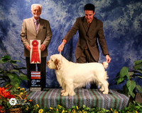 Clumber Spaniel #5 Sat Sporting Group 2 CH GCH Breakaway's Stevedore Breeder Dennis FitzPatrick and Donna Starr Owner Fitzpatrick D P Holman M Cole Agent Brian Livingston Judge Mr Houston Clark