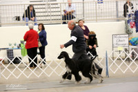 Afghan Hound Sat Ring LR Midland Feb 2013
