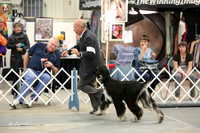 Afghan Hound Sun Ring LR Midland Feb 2013