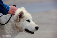 Alaskan Malamute B Match Ring Fri LR Midland Feb 2013