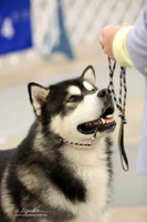 Alaskan Malamute Sat Ring LR Midland Feb 2013
