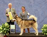 Alaskan Malamute Sun Group 3 Stacey Moore Judge R Hartinger  LR Midland Feb 2013