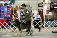 Alaskan Malamute Sun Ring LR Midland Feb 2013