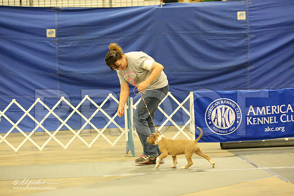 AmStaff-1039-LR