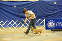 American Staffordshire Terrier B Match Ring Fri LR Midland Feb 2013
