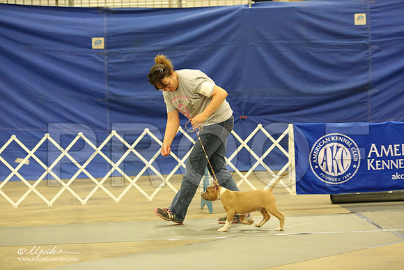 AmStaff-1040-LR