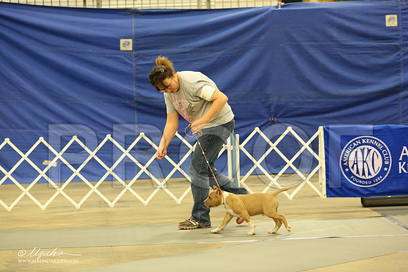 AmStaff-1041-LR