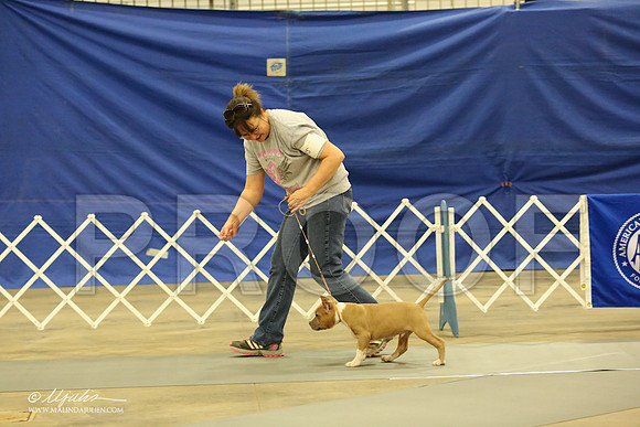 AmStaff-1043-LR