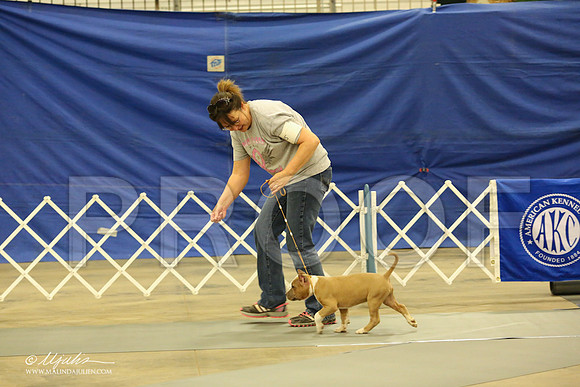 AmStaff-1042-LR