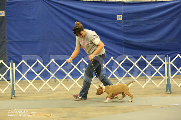 AmStaff-1044-LR