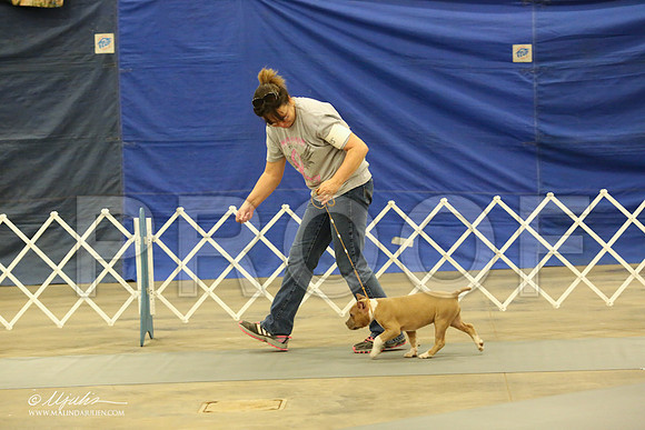 AmStaff-1046-LR
