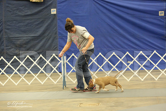 AmStaff-1048-LR
