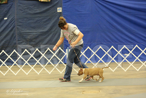 AmStaff-1049-LR