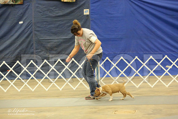 AmStaff-1050-LR