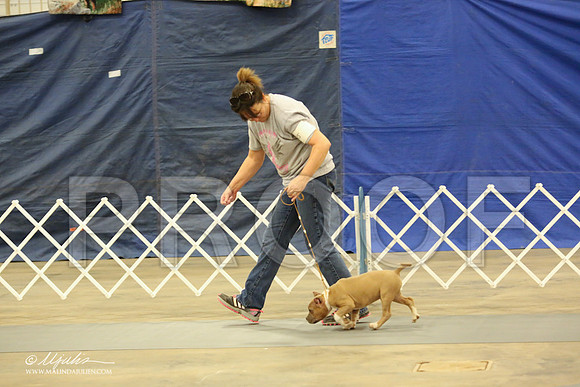 AmStaff-1051-LR