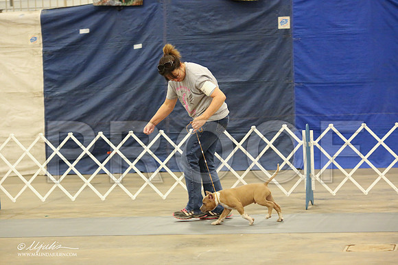 AmStaff-1053-LR