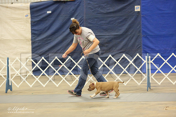 AmStaff-1054-LR
