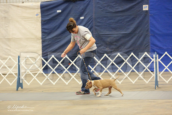 AmStaff-1055-LR