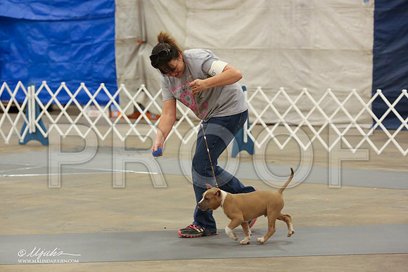 AmStaff-1059-LR