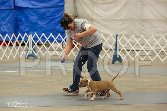 AmStaff-1060-LR