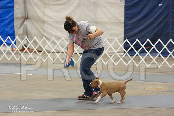 AmStaff-1057-LR