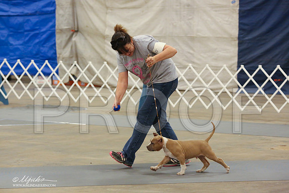 AmStaff-1058-LR