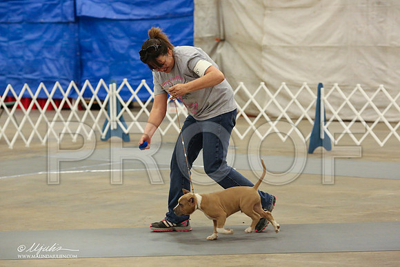AmStaff-1061-LR