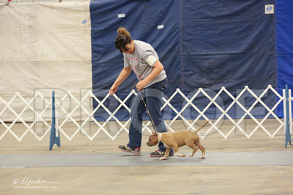 AmStaff-1056-LR