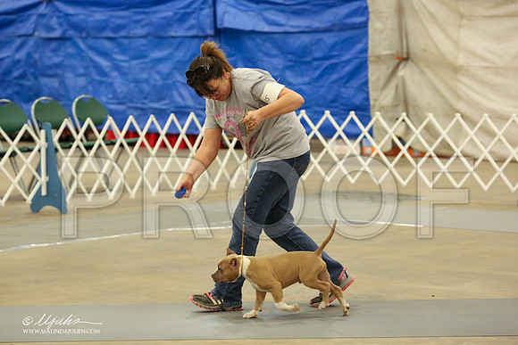 AmStaff-1063-LR