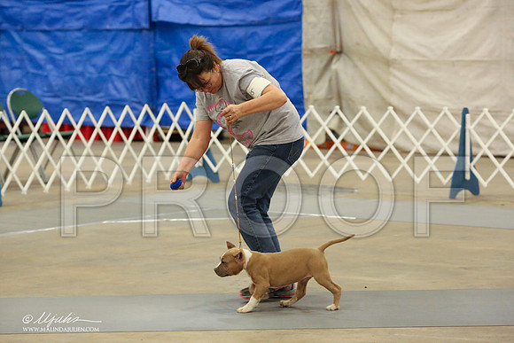 AmStaff-1062-LR