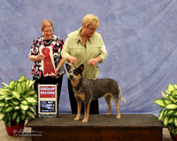 Australian Cattle Dog #6 Sat Group 2 Kelly Warner Agent Jill Bell  Judge A Inman LR Midland Feb 2013