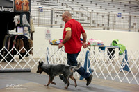 Australian Cattle Dog B Match Ring Fri LR Midland Feb 2013