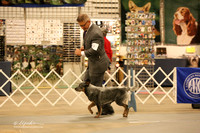 Australian Cattle Dog Sat Ring LR Midland Feb 2013