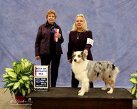 Australian Shepherd #12 Sun Best of Opposite Sex Sherry Green Judge L Telfair  LR Midland Feb 2013