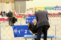 Basset Hounds Sat Ring LR Midland Feb 2013