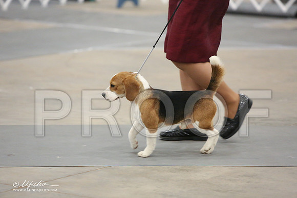 Beag-9675-LR