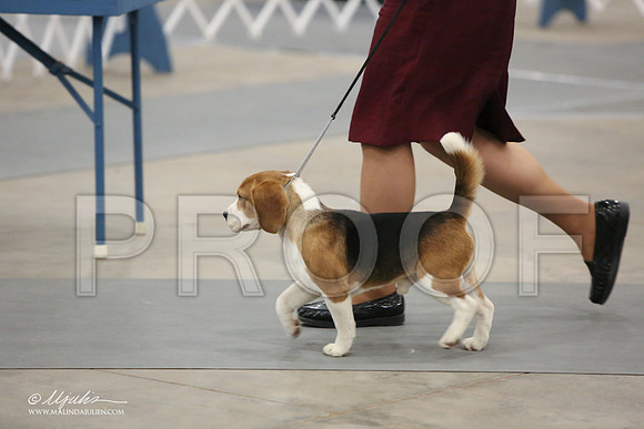 Beag-9677-LR