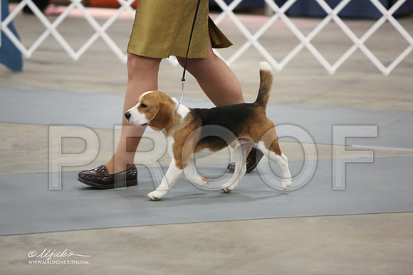 Beagle13-3824-LR