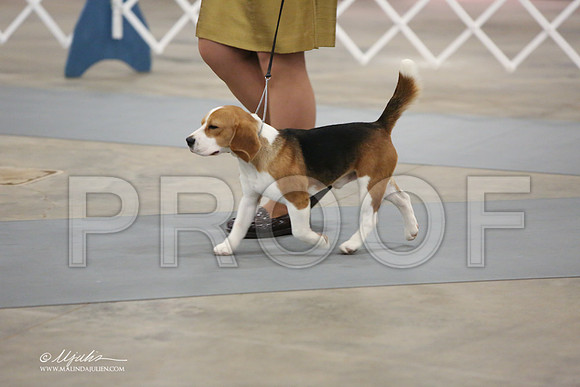 Beagle13-3825-LR