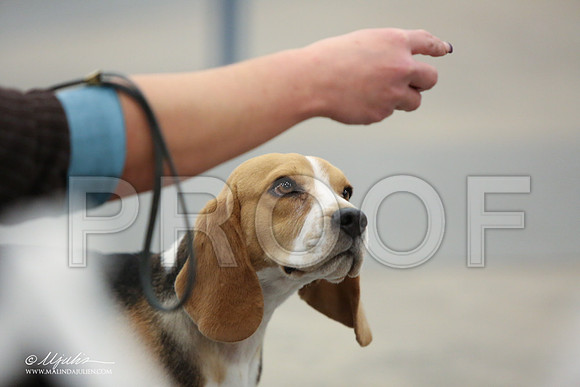 Beag-9199-LR