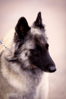 Belgian Tervuren Travis Woodward & Carolyn Burkett LR Midland Feb 2013