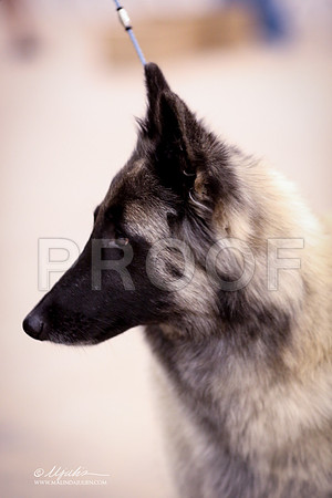 BelTer-3677-LR